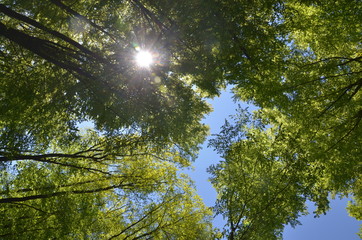 Spaziergang im Wald