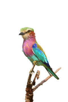 The lilac-breasted roller (Coracias caudatus) sitting on the branch.Lilac colored bird with green background.A typical African bird predator sitting on a thin branch, image of an African safari.