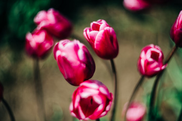 Tulips blossom. Mount Vernon, Washington, USA