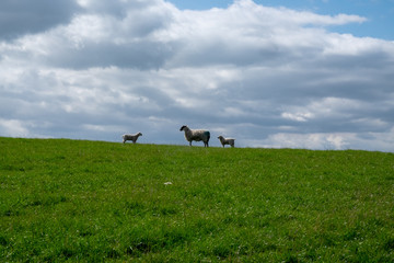 Little lamb with mom in the grass, English country.