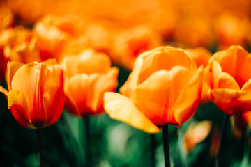 Tulips blossom. Mount Vernon, Washington, USA