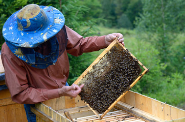 An apiary. Beekeeper holding the frame with honeycombs above the hive