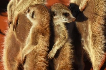 Junge Erdmännchen (suricata suricatta) kuscheln in der Kalahari in Namibia