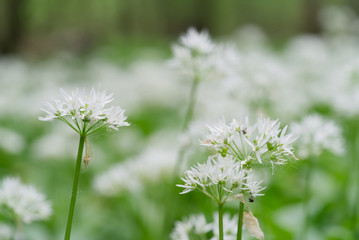 Blooming plant Allium ursinum growing in the floodplain forest. Also known as wild garlic, ramsons, buckrams, broad-leaved garlic, wood garlic, bear leek or bear's garlic.