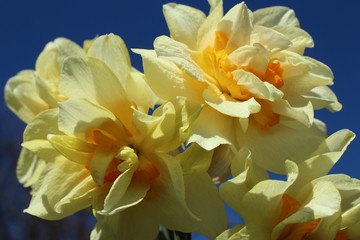 Close-up of yellow double petal daffodils with blue sky background.