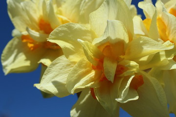Close-up of yellow double petal daffodils with blue sky background.