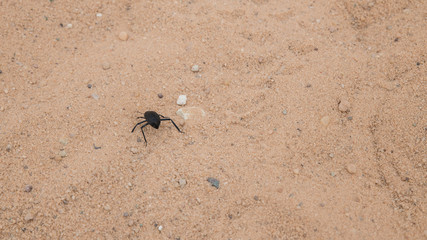 insect in the dry desert