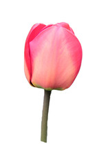 isolated pink tulip on white background