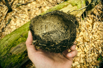bird's nest in the hands , abandoned nest on green moss