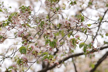 流れるような枝に咲く桜