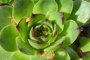 Common houseleek, Sempervivum tectorum, close up. Houseleek background