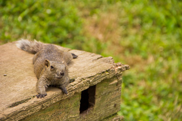 リス 町田 お昼寝