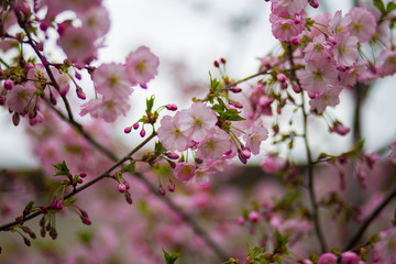 Fototapeta na wymiar Japanese cherry blossoms in refreshing spring sunshine