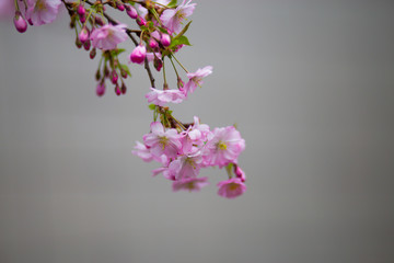Japanese cherry blossoms in refreshing spring sunshine
