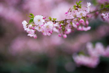 Japanese cherry blossoms in refreshing spring sunshine