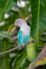 Blue Masked Lovebird perching on mango tree perch
