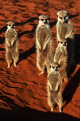 Erdmännchen Familie in der Kalahari in Namibia