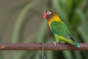 Yellow-collared Lovebird perching on iron bar isolated on blur background