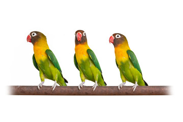 Three Yellow-collared Lovebirds perching on iron bar isolated on white background