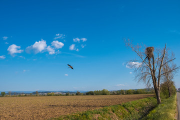White Stork Flying in Beautiful day, Countryside, Portugal