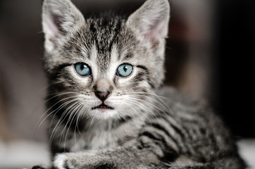Portrait of a cute grey small cat with blue eyes.