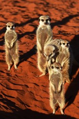 Erdmännchen Familie in der Kalahari in Namibia