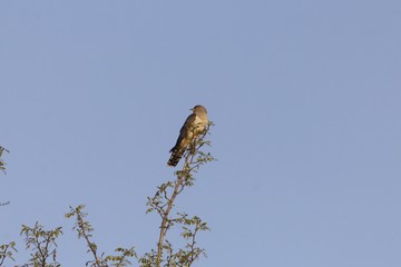 Common cuckoo, Cuculus canorus