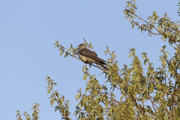 Common cuckoo, Cuculus canorus