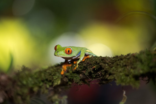 Red-eyed treefrog (Agalychnis callidryas)