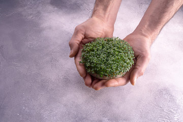 Naklejka na ściany i meble Fresh microgreen sprouts in male hand on bright textured background. Ecology, biology, microgreens concept.