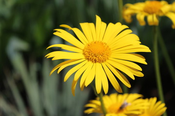 yellow flowers in the garden