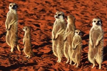 Erdmännchen Familie in der Kalahari in Namibia