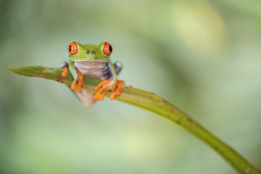 Red-eyed treefrog (Agalychnis callidryas)