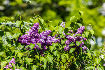 Lila Flieder Blütenstreifen in der Bildmitte