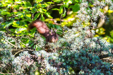 Eichhörnchen guckt in die Kamera
