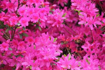 Beautiful pink azalea flower background.