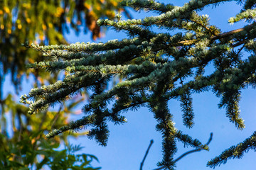 Blautannenzweig in Strahlen aufgehender Sonne