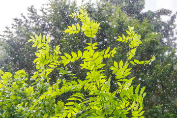 Sommerregen im Gegenlicht