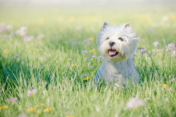West Highland Terrier im Fr&uuml;hling