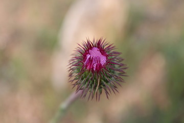 flower of thistle