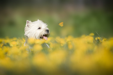 West Highland Terrier im Fr&uuml;hling