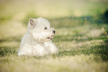 West Highland Terrier im Frühling