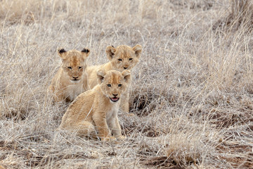 Lion cubs