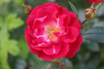 pink rose in garden
