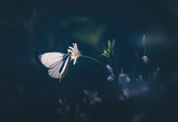 papillon blanc sur fleur blanche