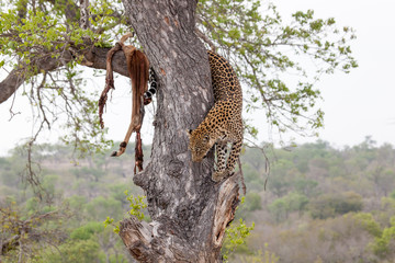 Leopard and kill in a tree