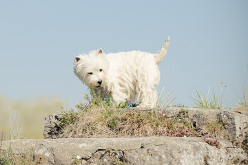 West Highland Terrier im Frühling