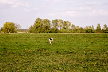 cow in the field