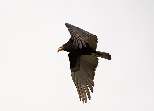 Jote Cabeza Amarilla (Cathartes burrovianus)