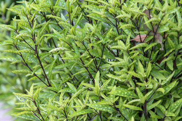 green leaf for background